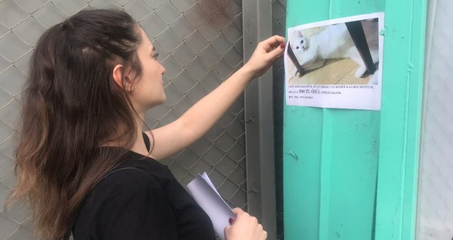 Genç Kadın Evden Kaçan Kedisini Sokak Sokak Arıyor