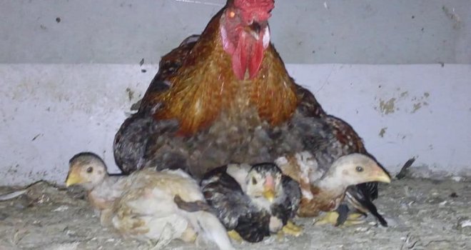 Civcivlerin Üzerine Tavuk Yerine Horoz Yattı