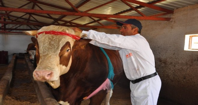 Çorumda 2 Tonluk Kurbanlık Görücüye Çıktı