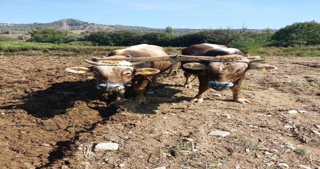 Aydında Boğalar Daha Fazla Para Etmesi İçin Eğitilmeye Başlandı