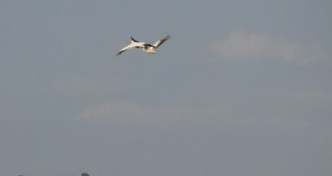 İnegöl Semalarında Pelikanlar Dikkat Çekiyor