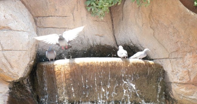 Hava Sıcaklıkları Etkisini Gösterdi, İnsanlar Gölgeliklere Kuşlar İse Su Bölgelerine Kaçtı