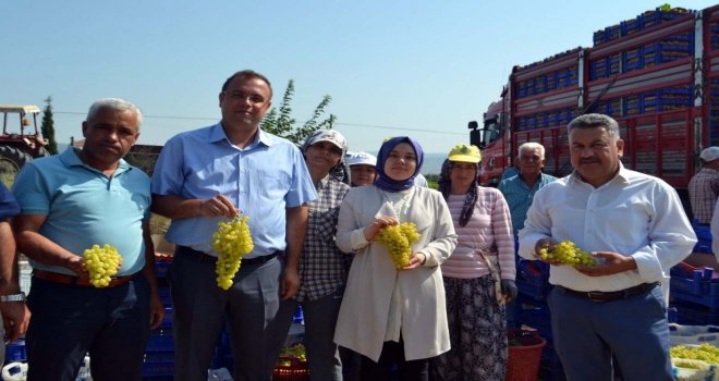 Buldanda Sezonun İlk Üzüm Hasadı