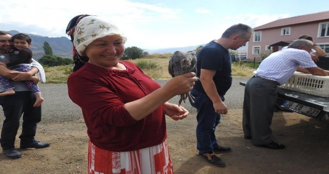 Kırım Kongo Kanamalı Ateşi Hastalığı İle Kene Savar Tavuklarla Mücadele Edilecek