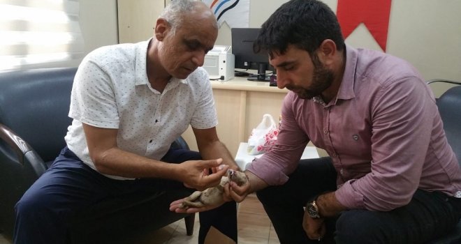 Ceylanpınarda Ölmek Üzere Olan Yavru Köpeğe Şefkat Eli