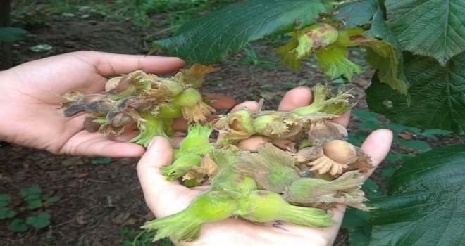 Düzceli Çiftçilere Müjdeli Haber
