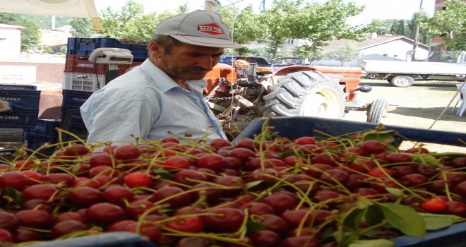 Üreticiyi, Kirazdan Sonra Vişne De Üzdü
