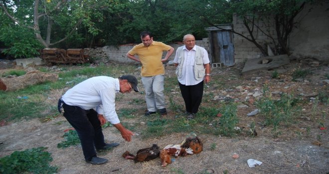 Başıboş Köpekler 10 Tavuğu Telef Etti