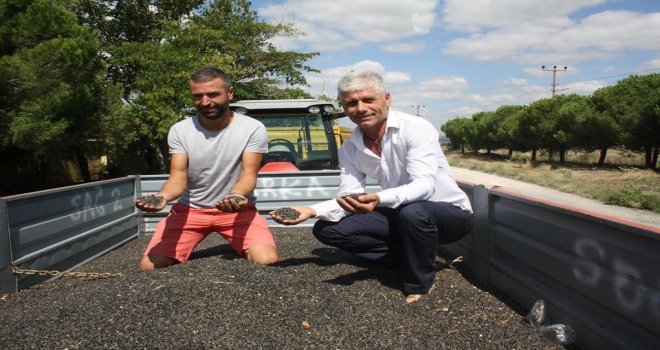 Keşanda İlk Ayçiçeği Satıldı