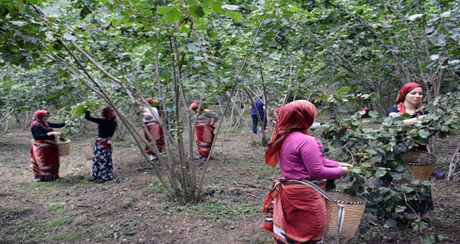 (Özel) Fındık Hasadı Dua Ve Kemençeyle Başladı