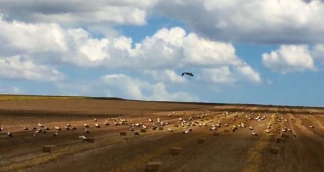 (Özel) Leylekler Buğday Tarlalarına Akın Etti