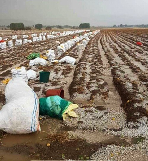 Patates Toplayan İşçiler Doludan Römork Altına Saklanarak Korundu