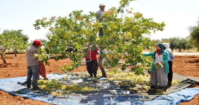 Gaziantepte Yeşil Altın Hasadına Başlandı
