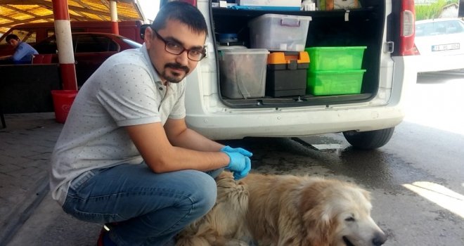 Yaralı Köpeğe Esnaf Sahip Çıktı, Veteriner Tedavisini Yaptı