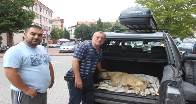 Boz Ayının Saldırısına Uğrayan Köpek Bursaya Götürüldü