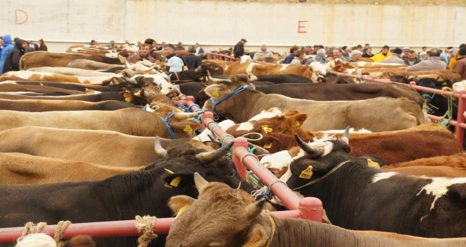 Kastamonuda 27 Bin 748 Hayvan Kurban Edildi