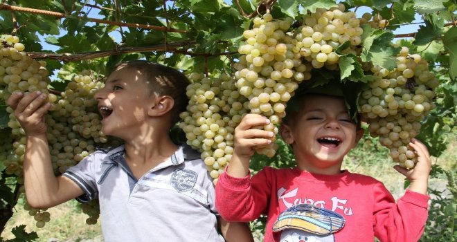 Üzümde Bereket Yılı, Türkiyenin Yarısı Elazığdan Ürün Alıyor