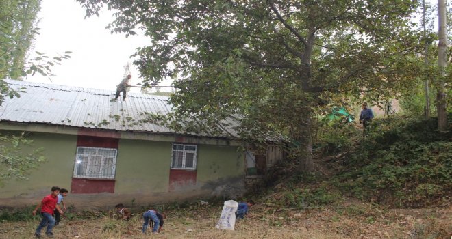 Uluderede Ceviz Hasadı Başladı