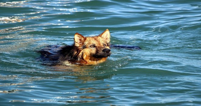 Bu Köpek Yetenekleri İle Şaşırtıyor