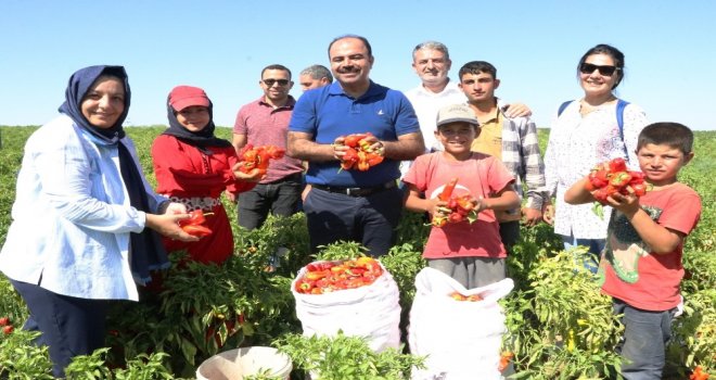 Belediye Başkanı Çiftçi İsot Hasadına Katıldı