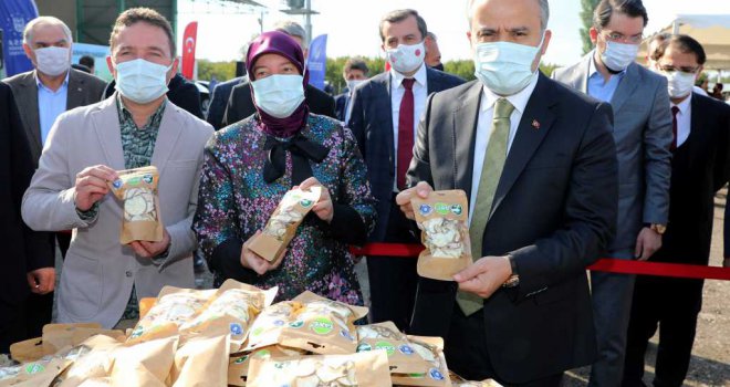 Armut bahçelerinde hasat bereketi