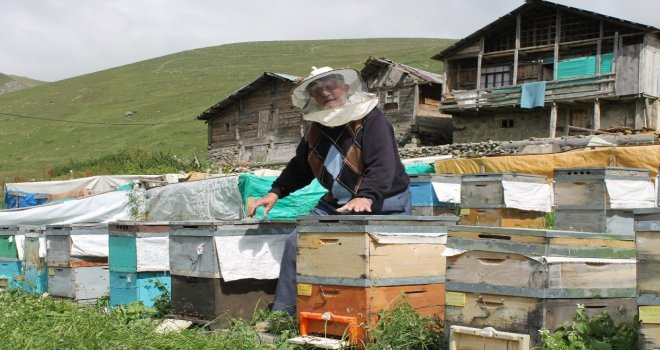 Arıcılar Anzer Balının Rekoltesini Düşük Bekliyor