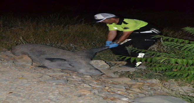 Domuz Leşi Trafiği Tıkadı