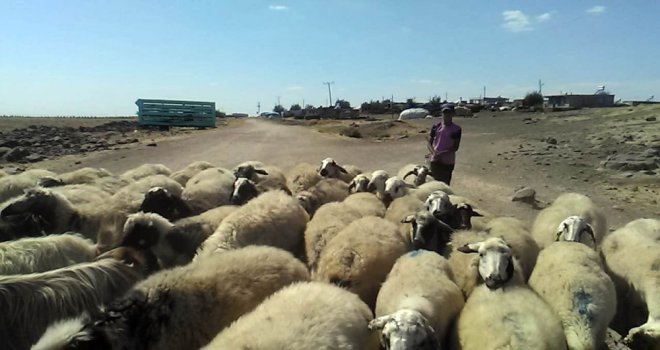 Çobanların Sıcakla İmtihanı