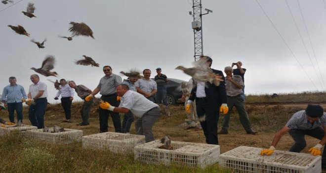 Tekirdağda 12 Bin Çil Keklik Doğaya Salındı