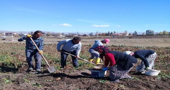 Çıldırlı Çiftçiden Patates Tedbiri