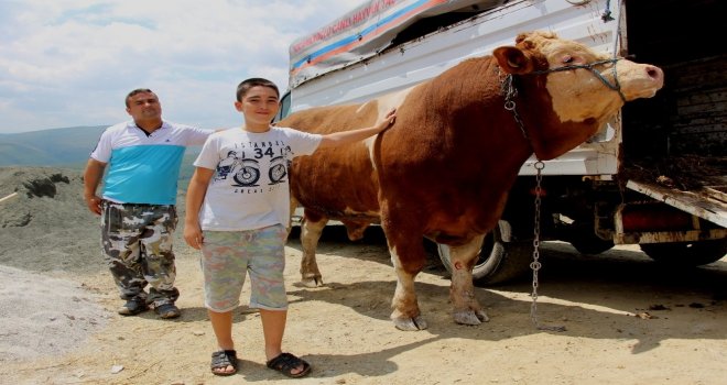 15 Temmuz Doğumlu Dev Boğayı Alana, Yanında 3 Boğa Hediye