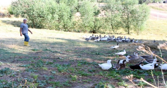 32 Yıllık Öğretmen Emekli Olur Olmaz Köyde Kaz Beslemeye Başladı