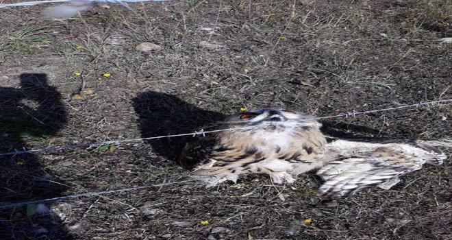 Sarıkamışta Tel Örgüye Şıkışan Puhu Kurtarıldı