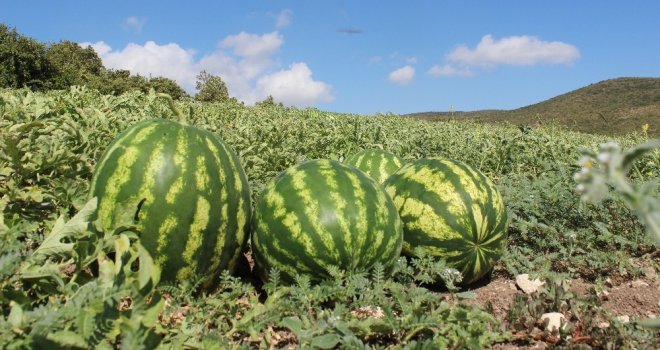 Hatay Karpuzu, Adana Karpuzuna Rakip Oldu