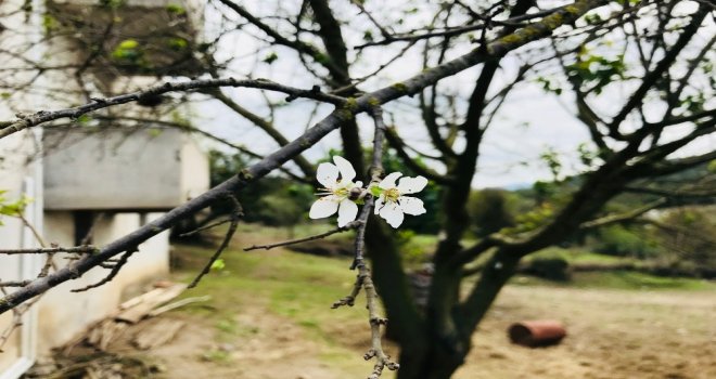 (Özel Haber) Çanakkalede Erik Ağacı Çiçek Açtı