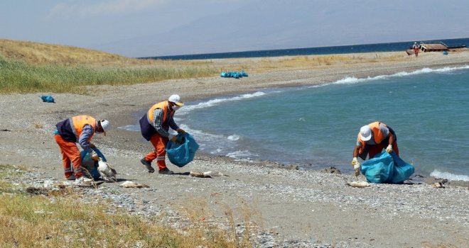 Van Büyükşehir Belediyesi Martı Ölümleri Sonrası Harekete Geçti