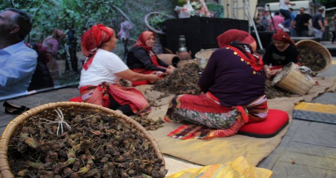 Fındığın Başkenti Giresunda Fındık Festivali Düzenlendi