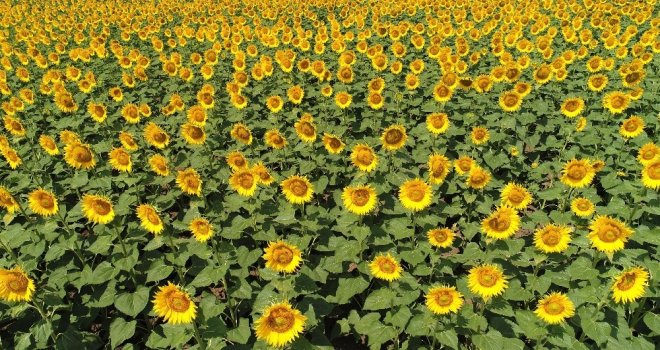 (Özel) Milyonlarca Ayçiçeğinin Havadan Görüntüsü Mest Etti