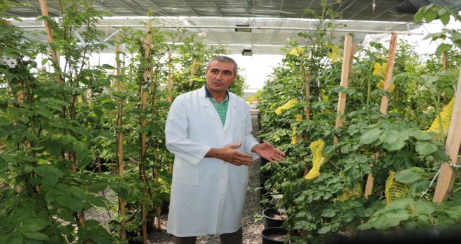 Üniversite ‘Mor Patates Geliştirdi