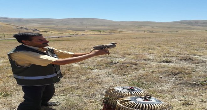 Tedavileri Tamamlanan Keklikler Doğaya Bırakıldı