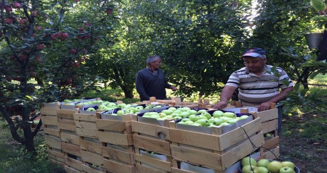 ‘Elmanın Başkenti Eğirdirde 300 Bin Ton Üzeri Rekolte Beklentisi