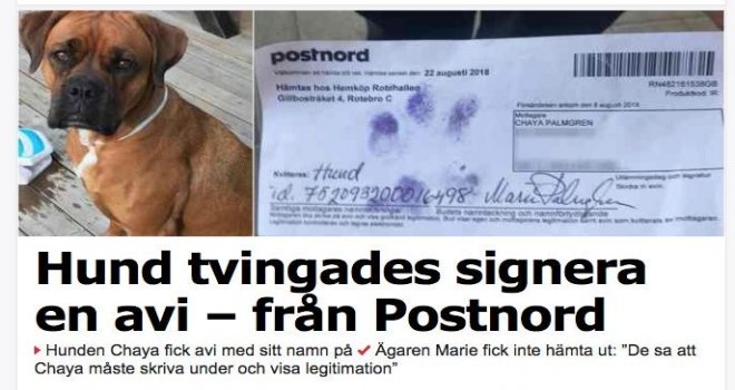 “Chaya” Kendi Adına Gelen Postayı Almak İçin Patisiyle İmza Attı