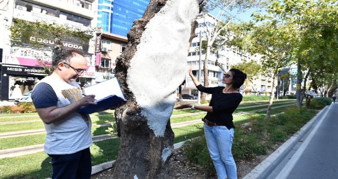 Anıt Ağaçlara Gençlik Aşısı