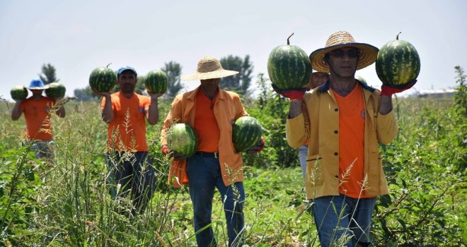 Hükümlüler Karpuz Üretti, Müşterisi Hakim Savcılar Oldu