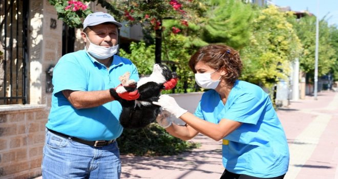 Konyaaltı Belediyesi, Kuduz Aşısı Çalışması Başlattı