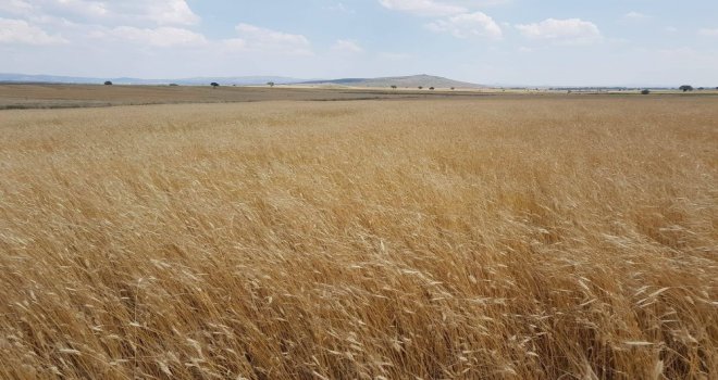 3 Bin Yıllık Siyez Buğdayının Hasadı Yapıldı