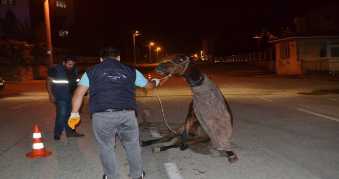 Hamile Atı Sokak Ortasına Ölüme Terk Ettiler