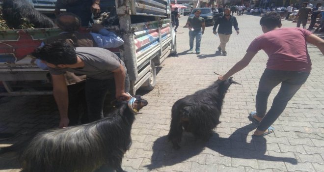 Fiyatlar Yüksek Olunca Vatandaş Keçiye Yöneldi