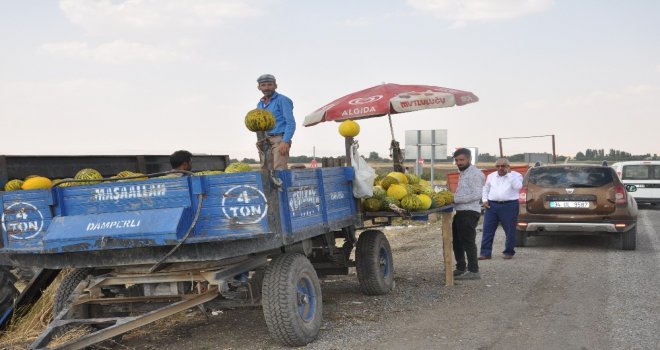 Bulanık Kavunu Tezgahtaki Yerini Aldı