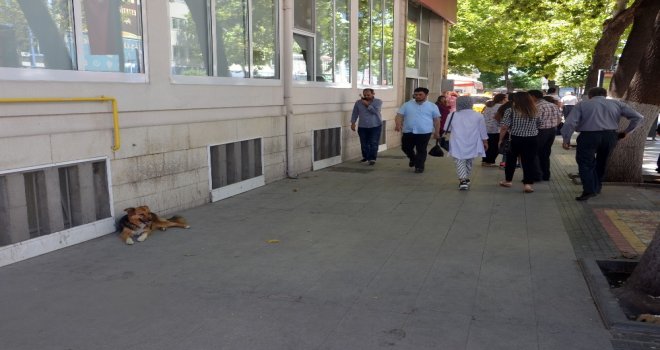 Aşırı Sıcaklarda Sokak Hayvanlarına Yardımcı Olalım Uyarısı